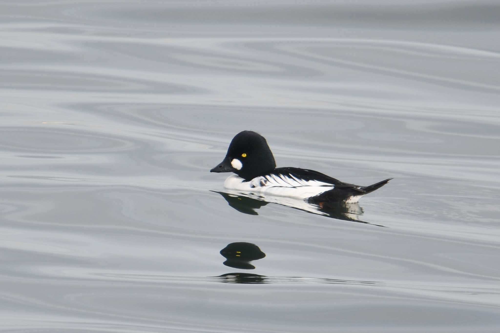 Common Goldeneye