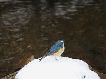 Red-flanked Bluetail 太白山自然観察の森 Mon, 1/4/2021