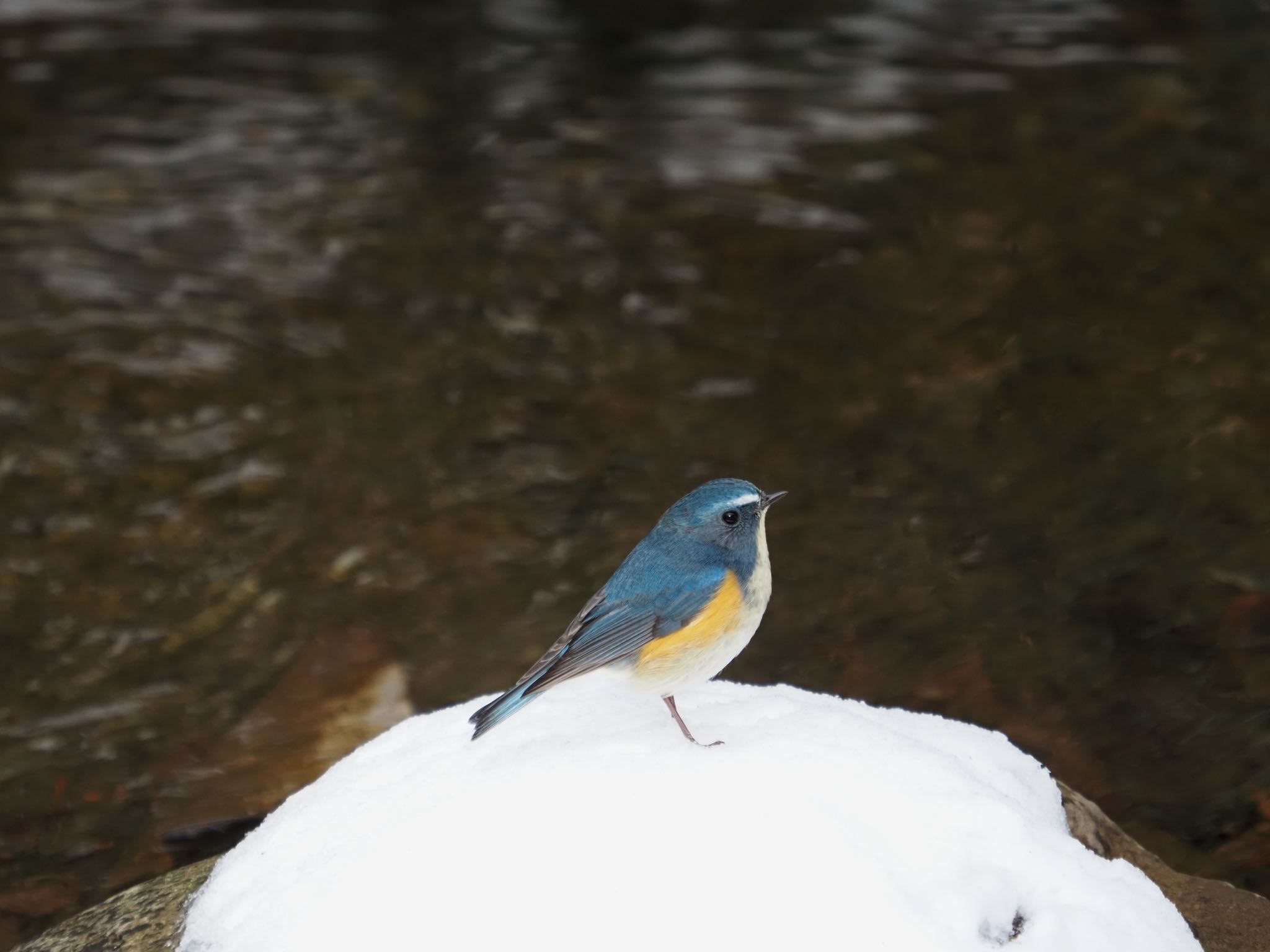 Photo of Red-flanked Bluetail at 太白山自然観察の森 by Yoshiro