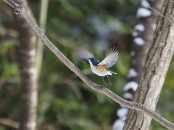 Red-flanked Bluetail 太白山自然観察の森 Mon, 1/4/2021