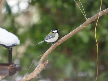 Japanese Tit 太白山自然観察の森 Mon, 1/4/2021