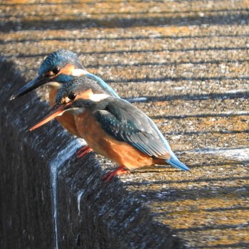 Common Kingfisher 市川市 Mon, 1/4/2021