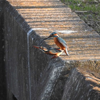 Common Kingfisher 市川市 Mon, 1/4/2021