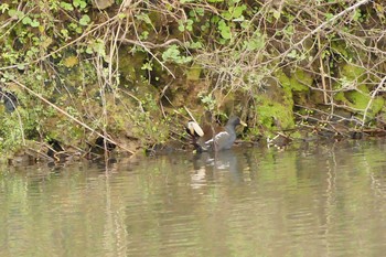 Common Moorhen 越辺川 Mon, 11/28/2016