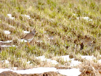 ケリ 山本山(滋賀県) 2021年1月4日(月)