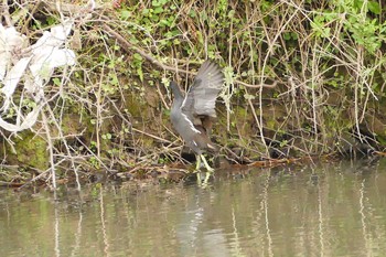 Common Moorhen 越辺川 Mon, 11/28/2016