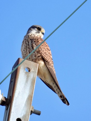 2021年1月4日(月) 湖北湖岸の野鳥観察記録