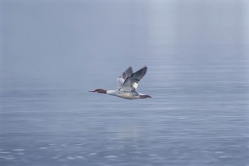 Common Merganser 奥日光 Sun, 11/27/2016