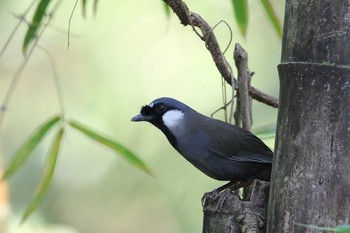 Black-throated Laughingthrush タイポカウ Fri, 11/4/2016