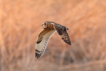 Short-eared Owl 群馬県 Mon, 1/4/2021