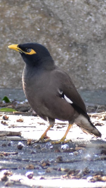 2021年1月1日(金) 石垣島の野鳥観察記録