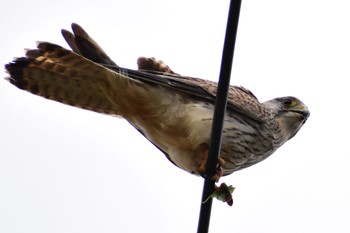 2021年1月2日(土) 石垣島の野鳥観察記録