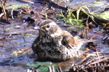 2021年1月3日(日) 芝川の野鳥観察記録