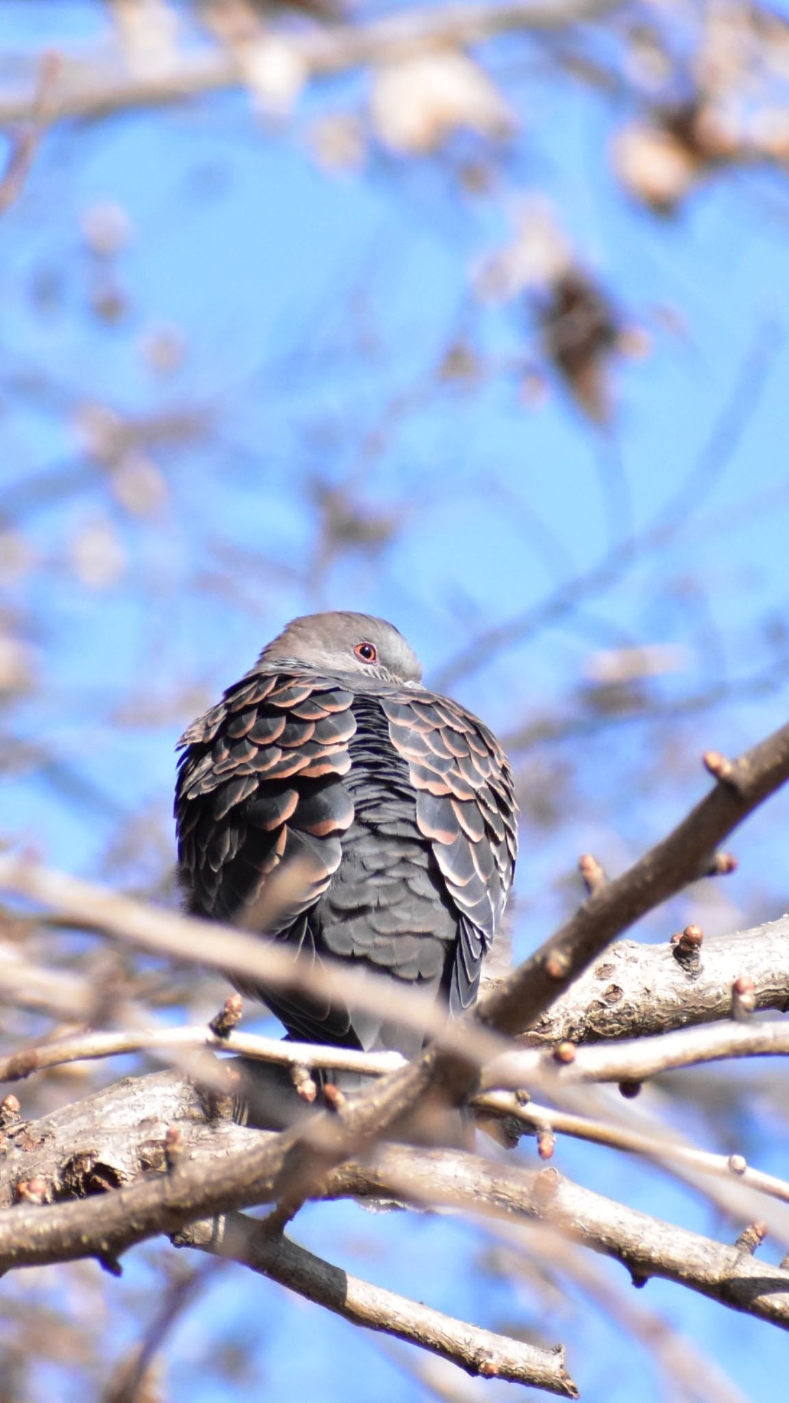 芝川 キジバトの写真 by 鳥散歩