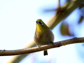 メジロ 葛西臨海公園 2016年11月22日(火)