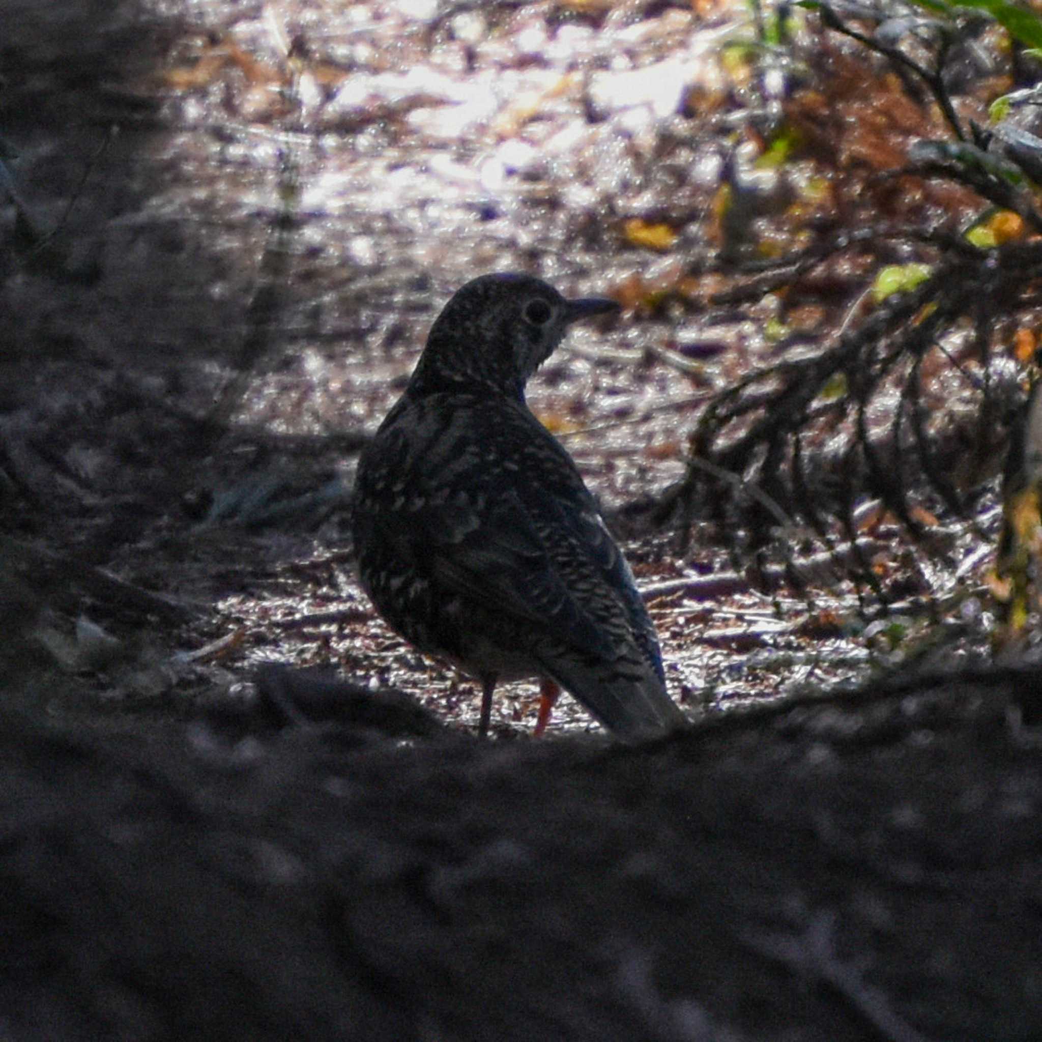 Photo of White's Thrush at Mt. Kagenobu by Mr.Quiet