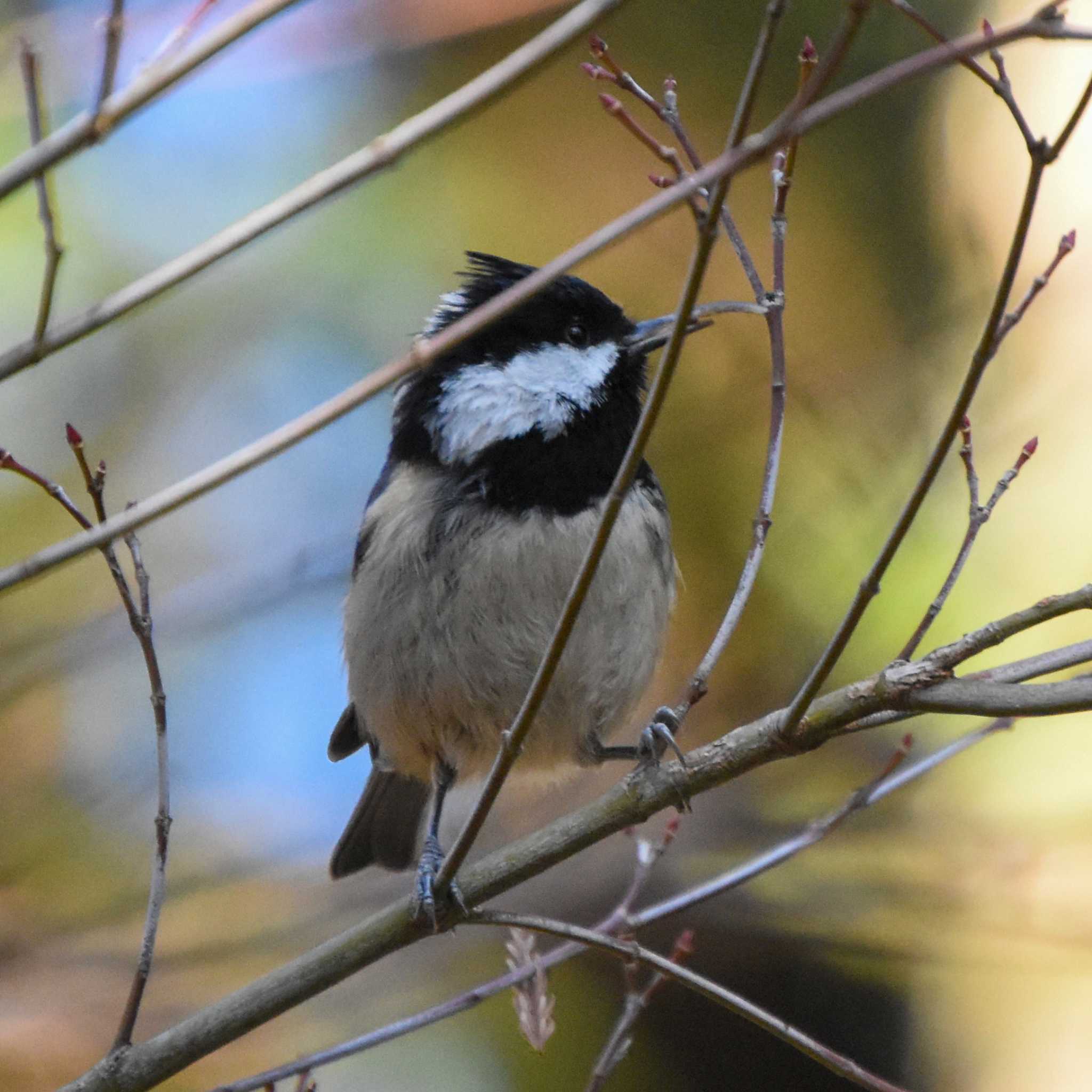 Photo of Coal Tit at Mt. Takao by Mr.Quiet