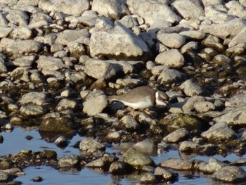 Long-billed Plover 加古川 Mon, 1/4/2021