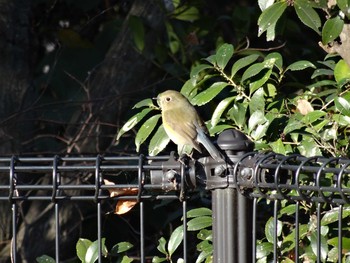 Red-flanked Bluetail 日岡山公園 Mon, 1/4/2021