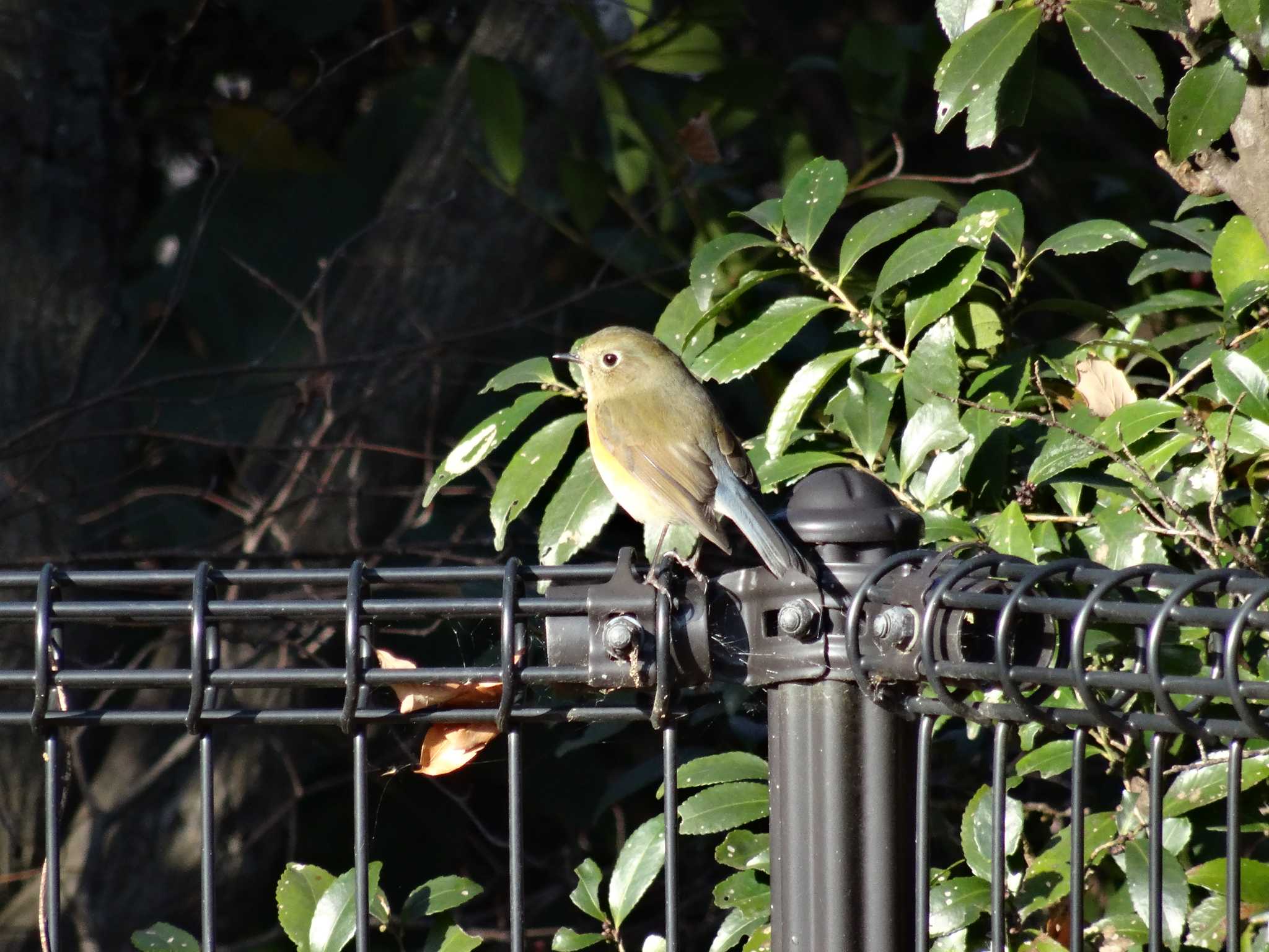 Photo of Red-flanked Bluetail at 日岡山公園 by Michinoji