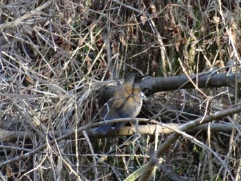 Pale Thrush Akashi Park Mon, 1/4/2021