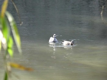 未同定 明石公園 2021年1月4日(月)