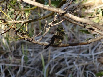 Masked Bunting Akashi Park Mon, 1/4/2021