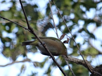 Warbling White-eye 播磨中央公園(兵庫県) Mon, 1/4/2021