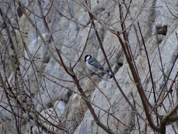 Japanese Tit Akashi Park Mon, 1/4/2021