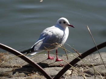 ユリカモメ 明石公園 2021年1月4日(月)