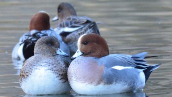 2020年12月31日(木) 多摩市の野鳥観察記録