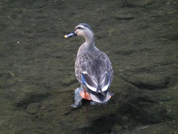 Eastern Spot-billed Duck 清瀬金山調整池 Tue, 11/17/2020