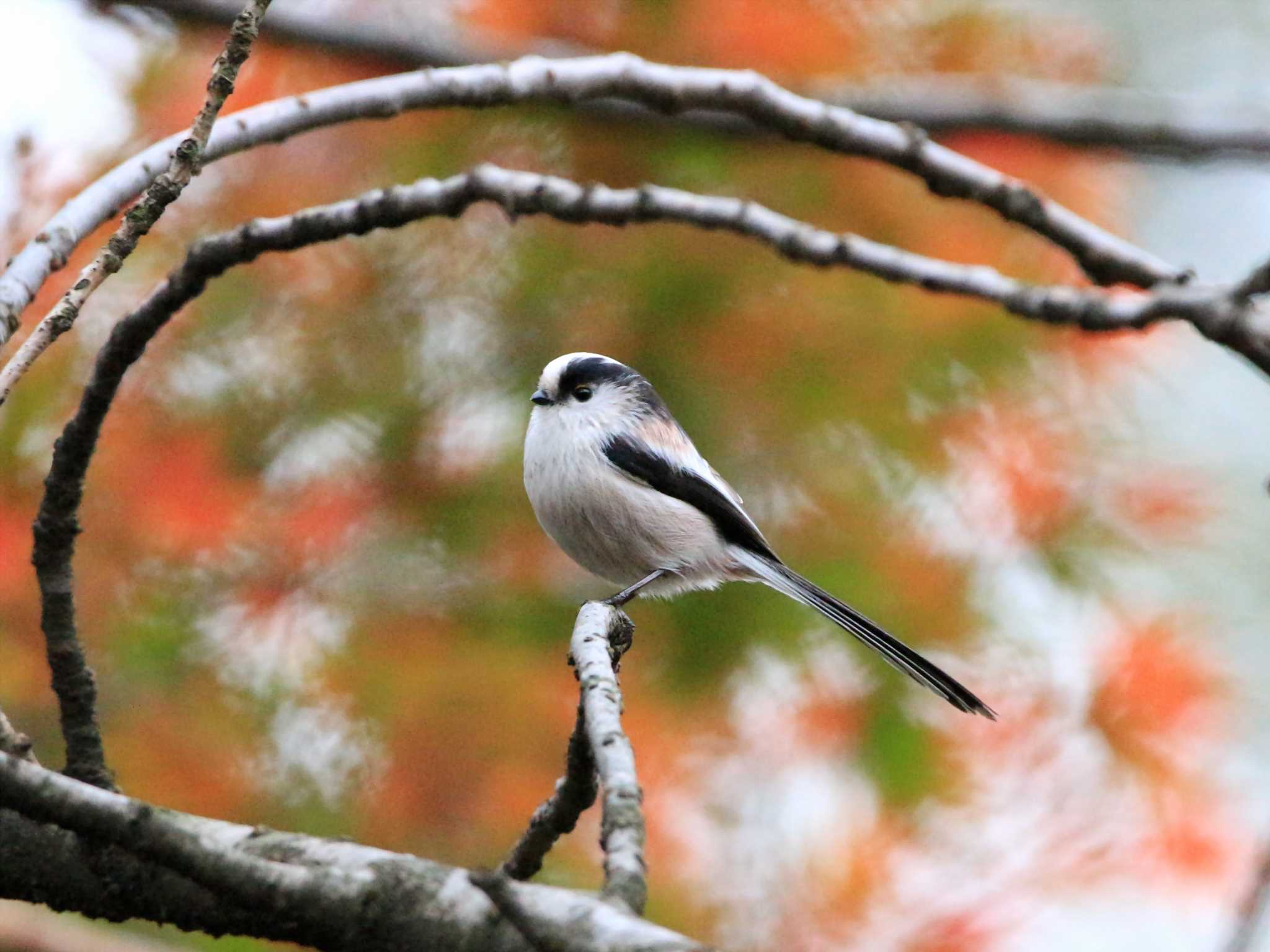 Long-tailed Tit