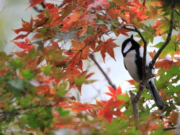 シジュウカラ 新宿御苑 2016年11月23日(水)