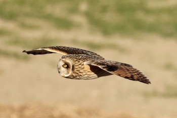 Short-eared Owl 群馬県 Mon, 1/4/2021