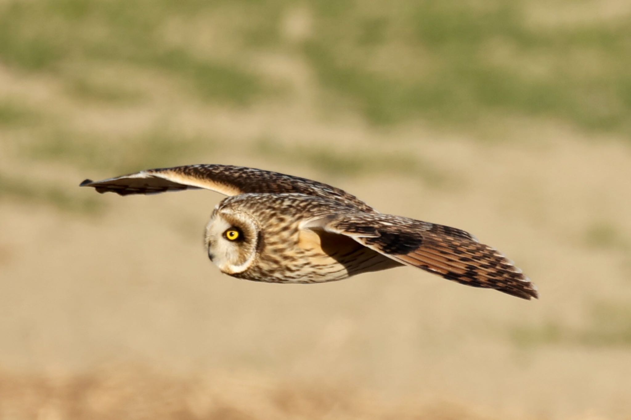 Photo of Short-eared Owl at 群馬県 by なおんなおん