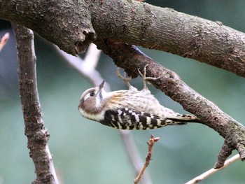 Wed, 11/23/2016 Birding report at Shinjuku Gyoen National Garden