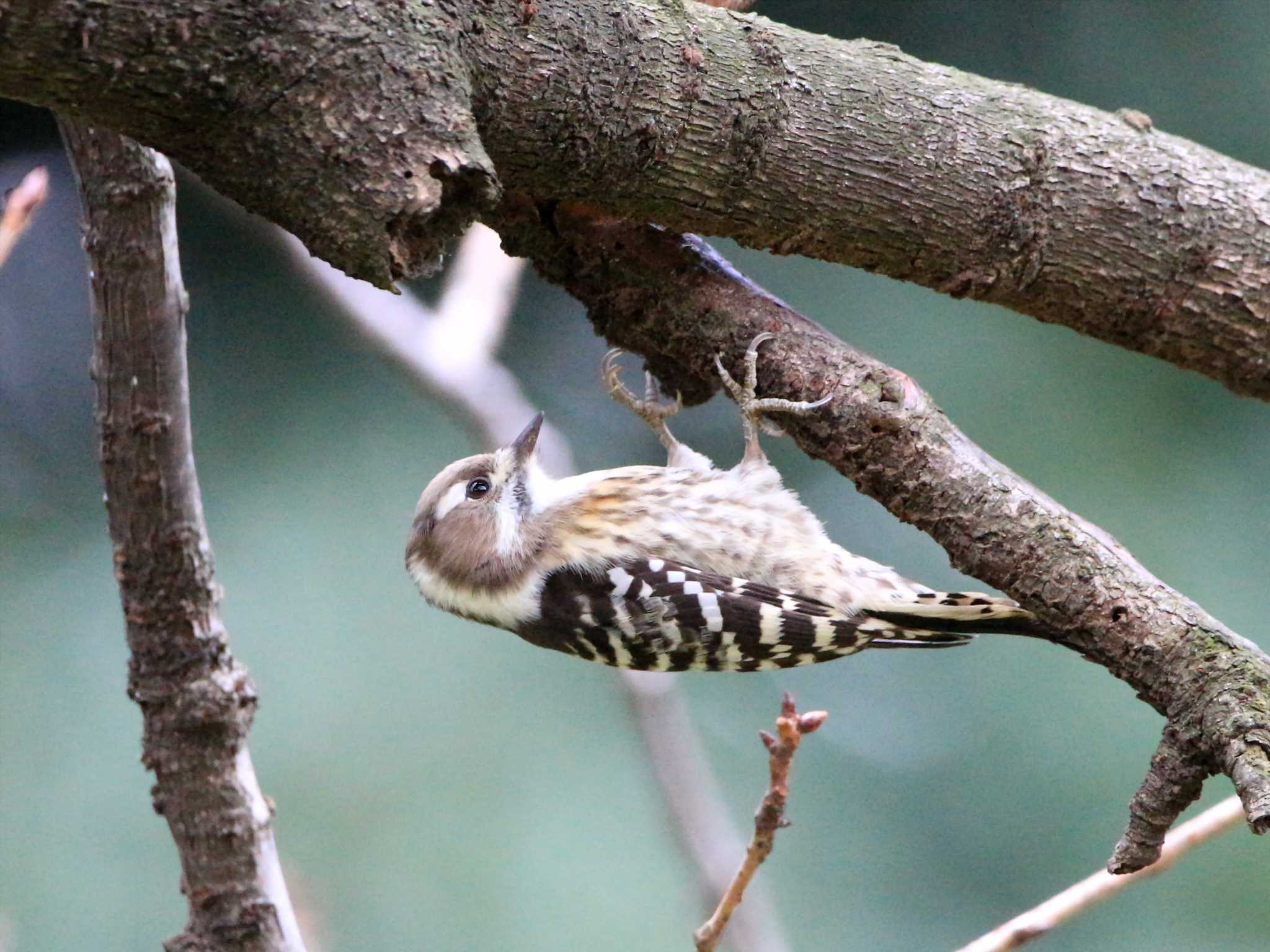 Japanese Pygmy Woodpecker