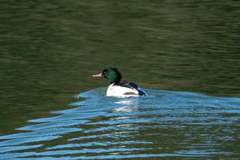 カワアイサ 山口県下関市 2021年1月4日(月)