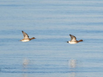 Eurasian Wigeon 日の出三番瀬沿い緑道 Fri, 1/1/2021