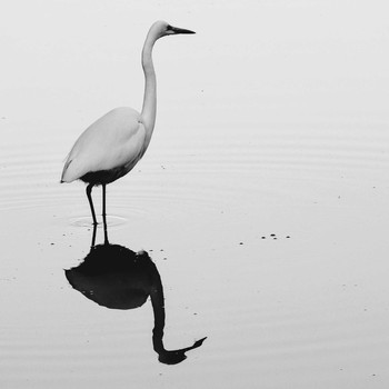 Great Egret 市川市 Sat, 1/2/2021