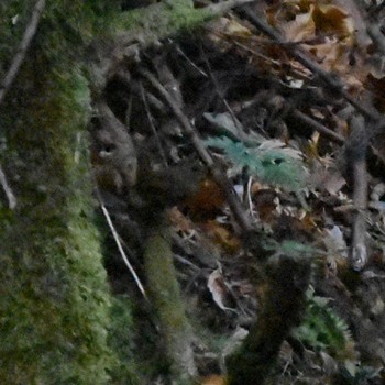 Eurasian Wren 陣馬山 Mon, 1/4/2021