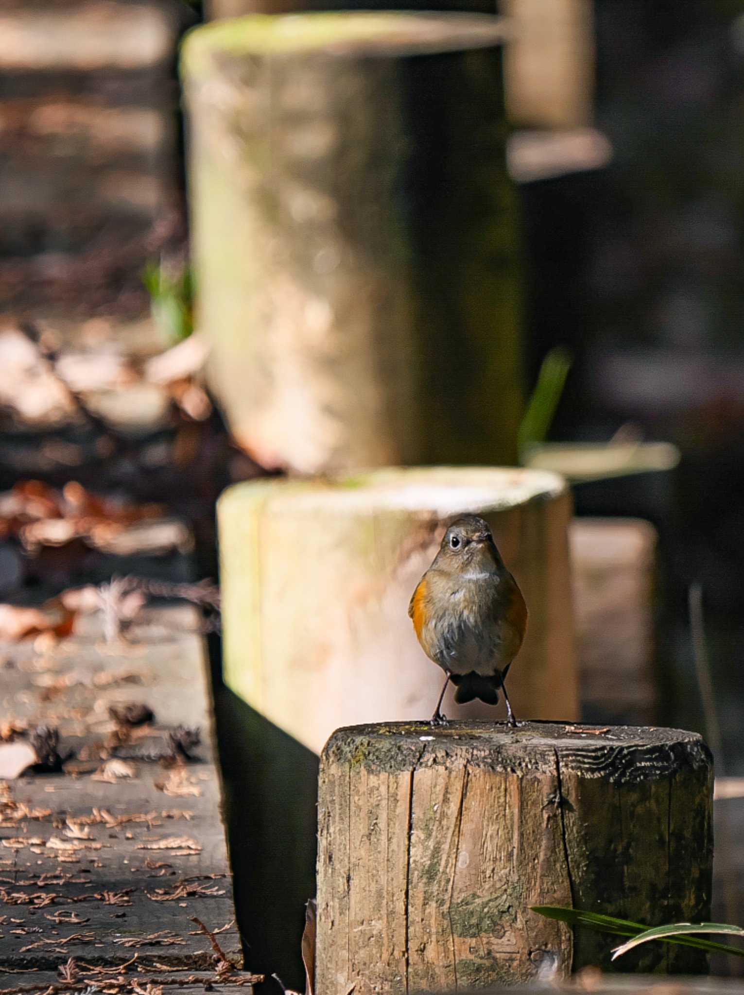 小山田緑地公園 ルリビタキの写真 by BP