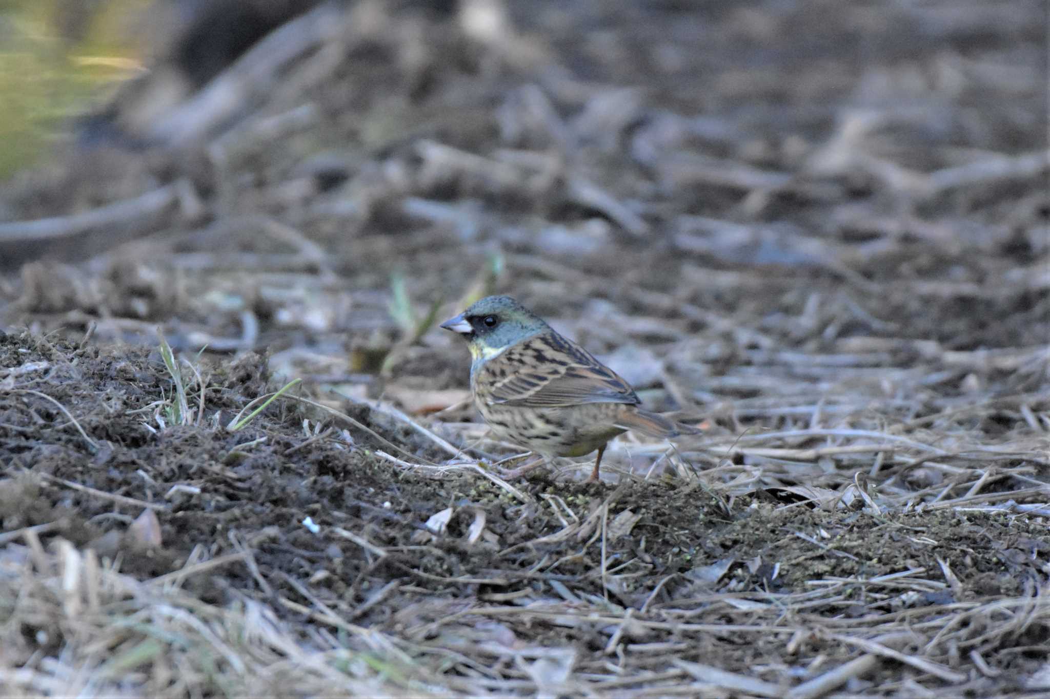 Masked Bunting