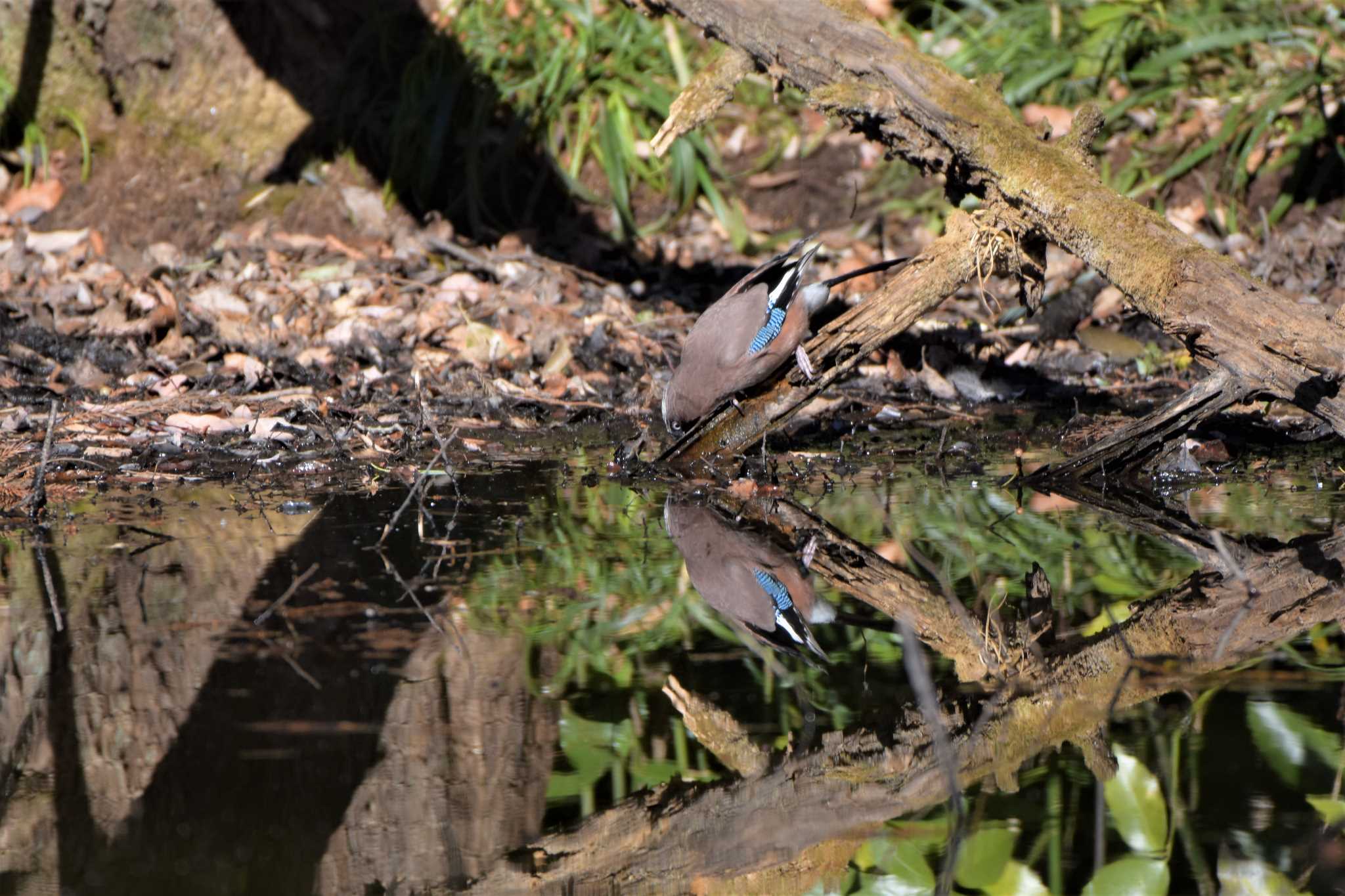 red flanked bluetail