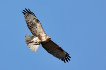 Eastern Buzzard 群馬県 Mon, 1/4/2021