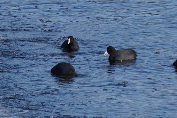 Eurasian Coot 武庫川 Sat, 1/2/2021