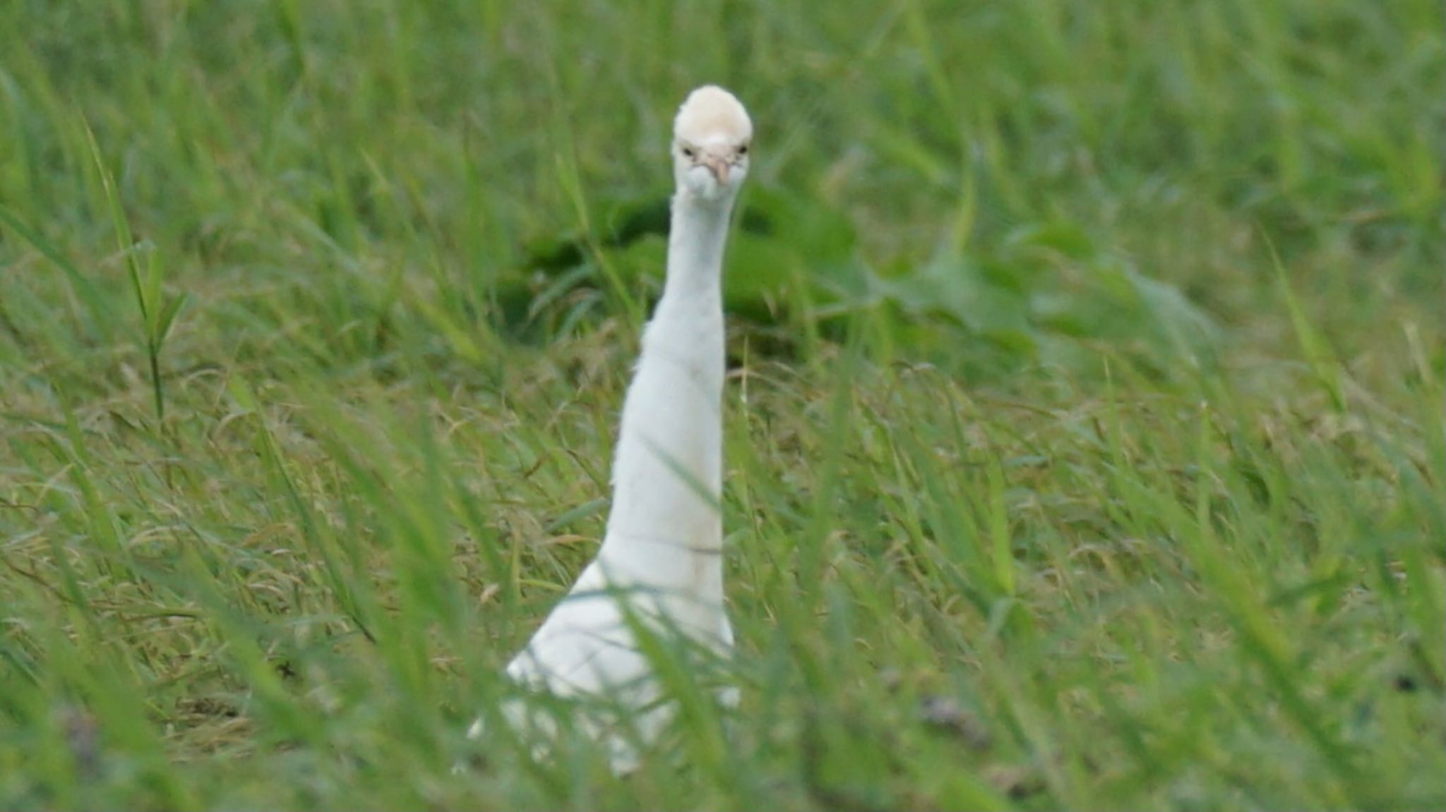 Eastern Cattle Egret