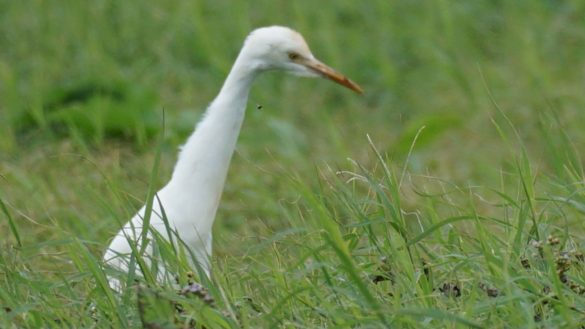 Eastern Cattle Egret