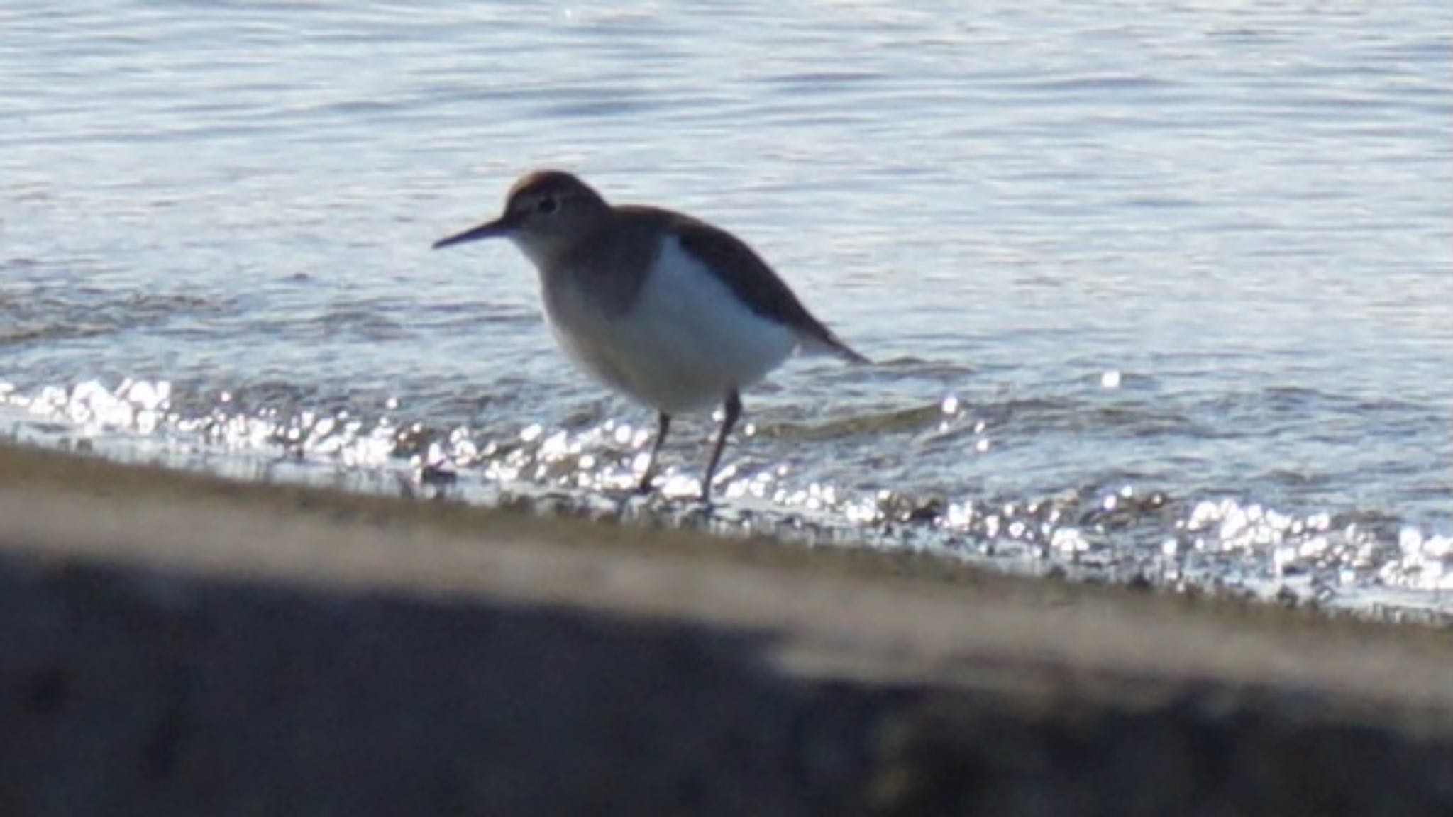 Common Sandpiper